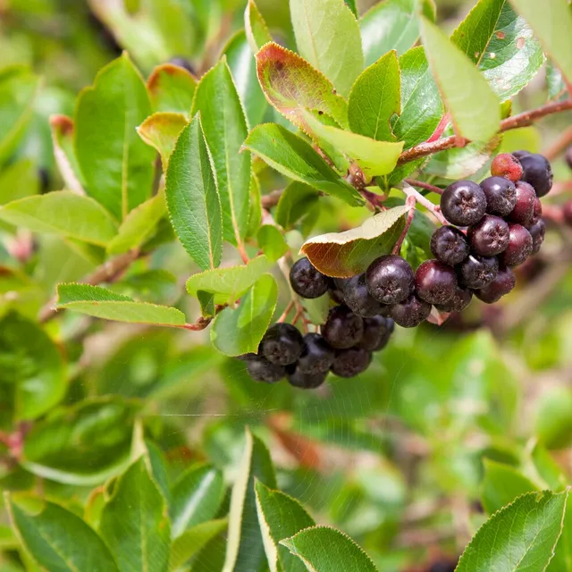 Bakker Aronia fruits noirs arbuste pot 3L 50-60cm