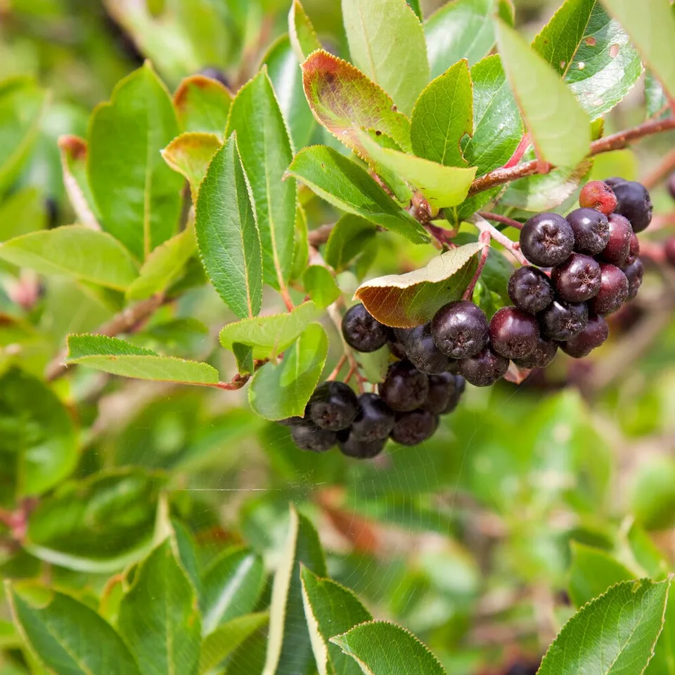 Bakker Aronia fruits noirs arbuste pot 3L 50-60cm