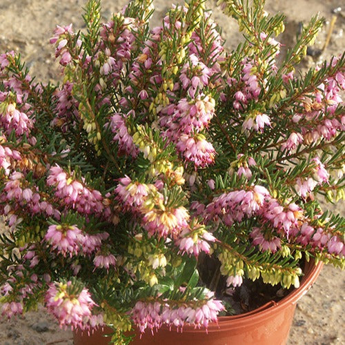 Bakker Bruyère Ghost Hills vivace pot 8cm blanche hiver
