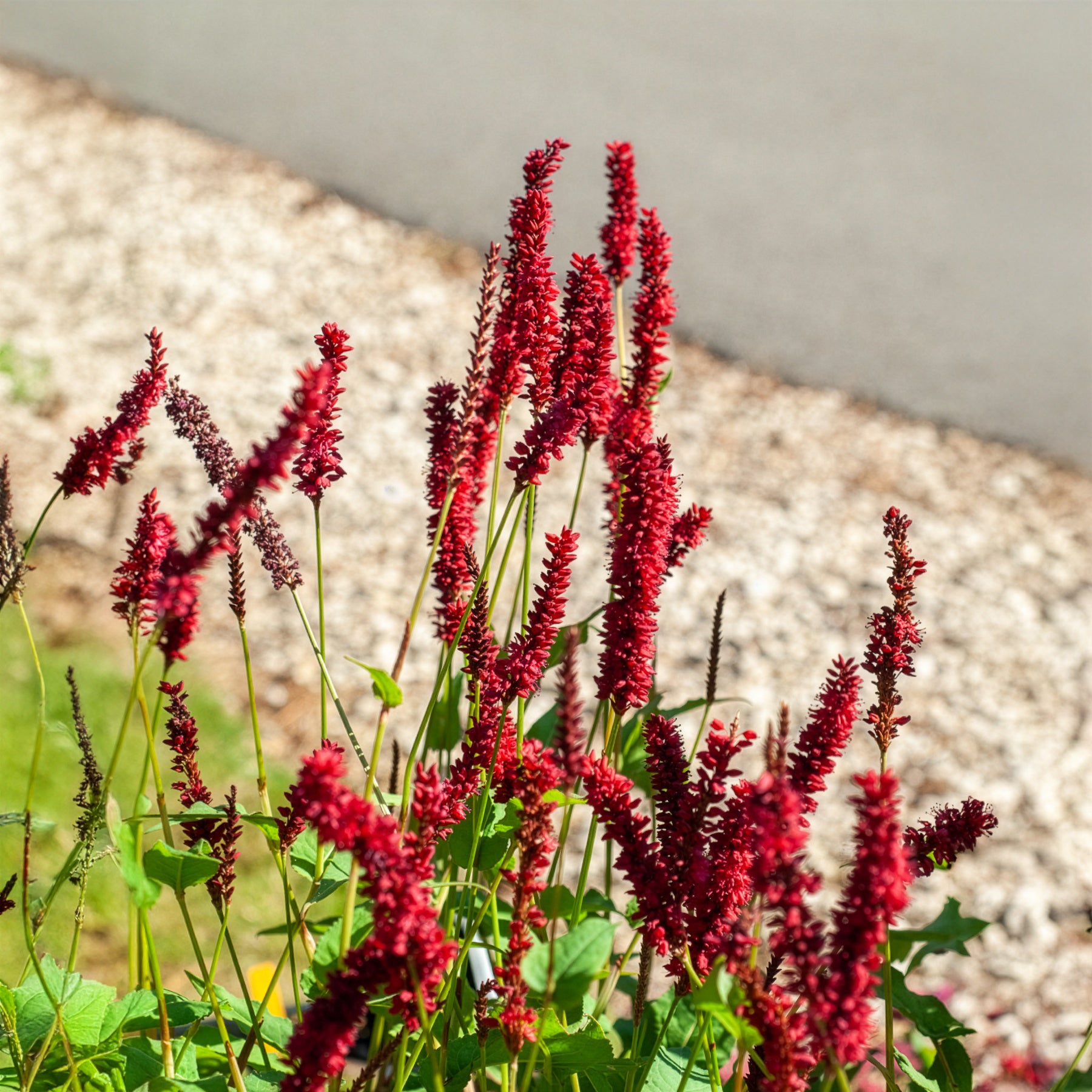 Bakker Renouée Blackfield plante vivace pot 9cm fleur rouge