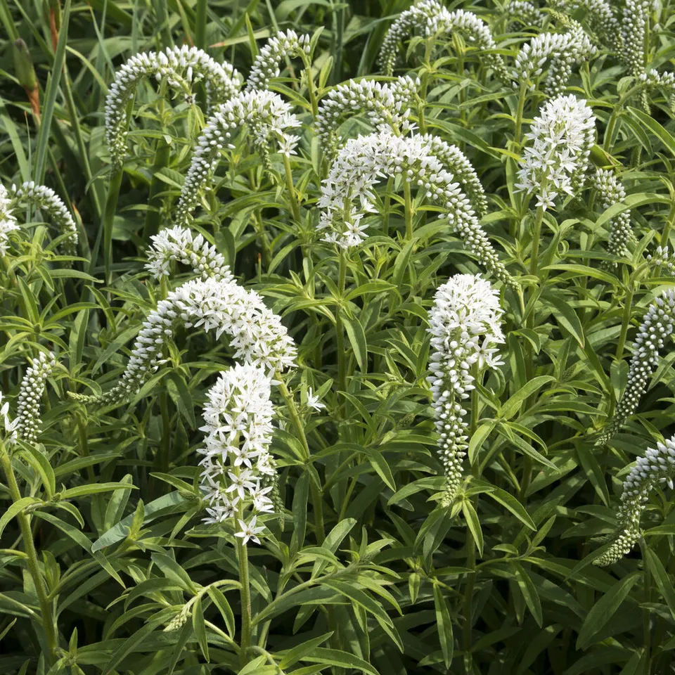 Bakker Lysimaque de Chine vivace pot Ø9cm fleurs blanches