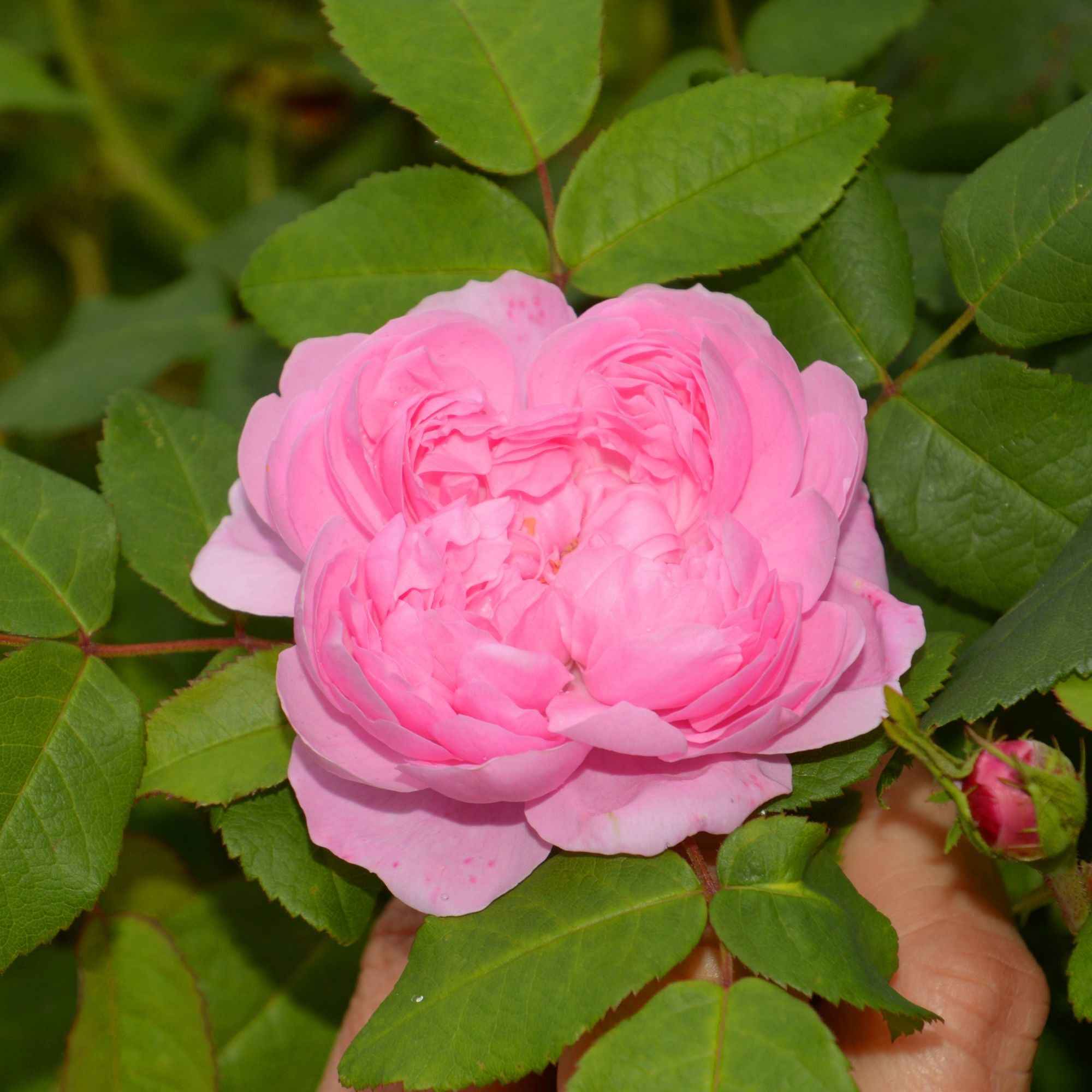 Bakker Rosiers Comte de Chambord rosier motte rose