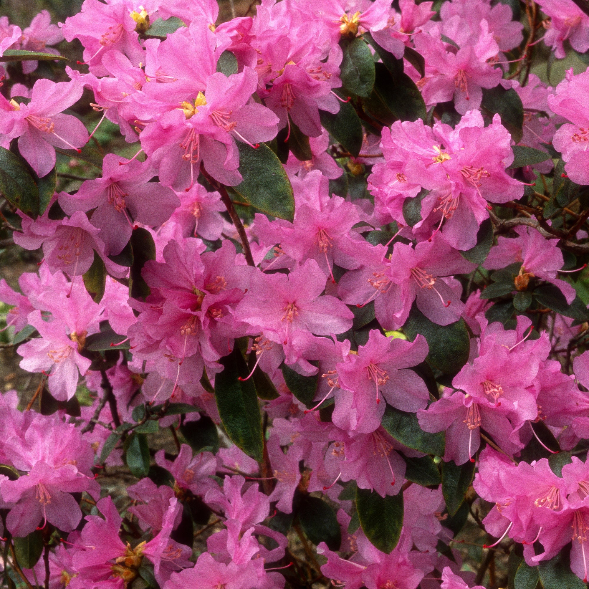 Bakker Arbustes Rhododendron précoce arbuste pot 12cm rose
