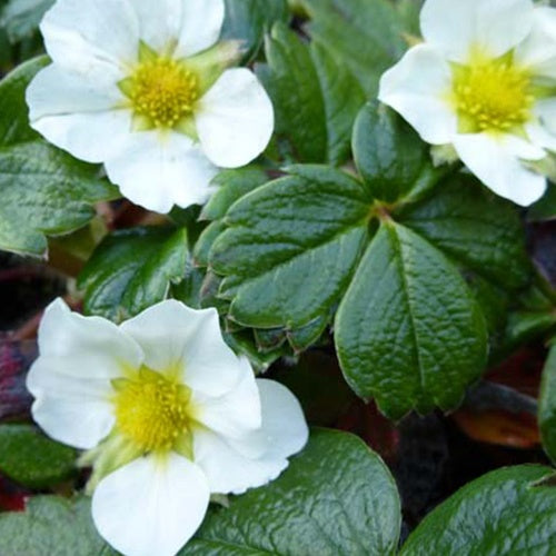 Bakker Fraisier du Chili plante fruitire pot 9cm baies rouges