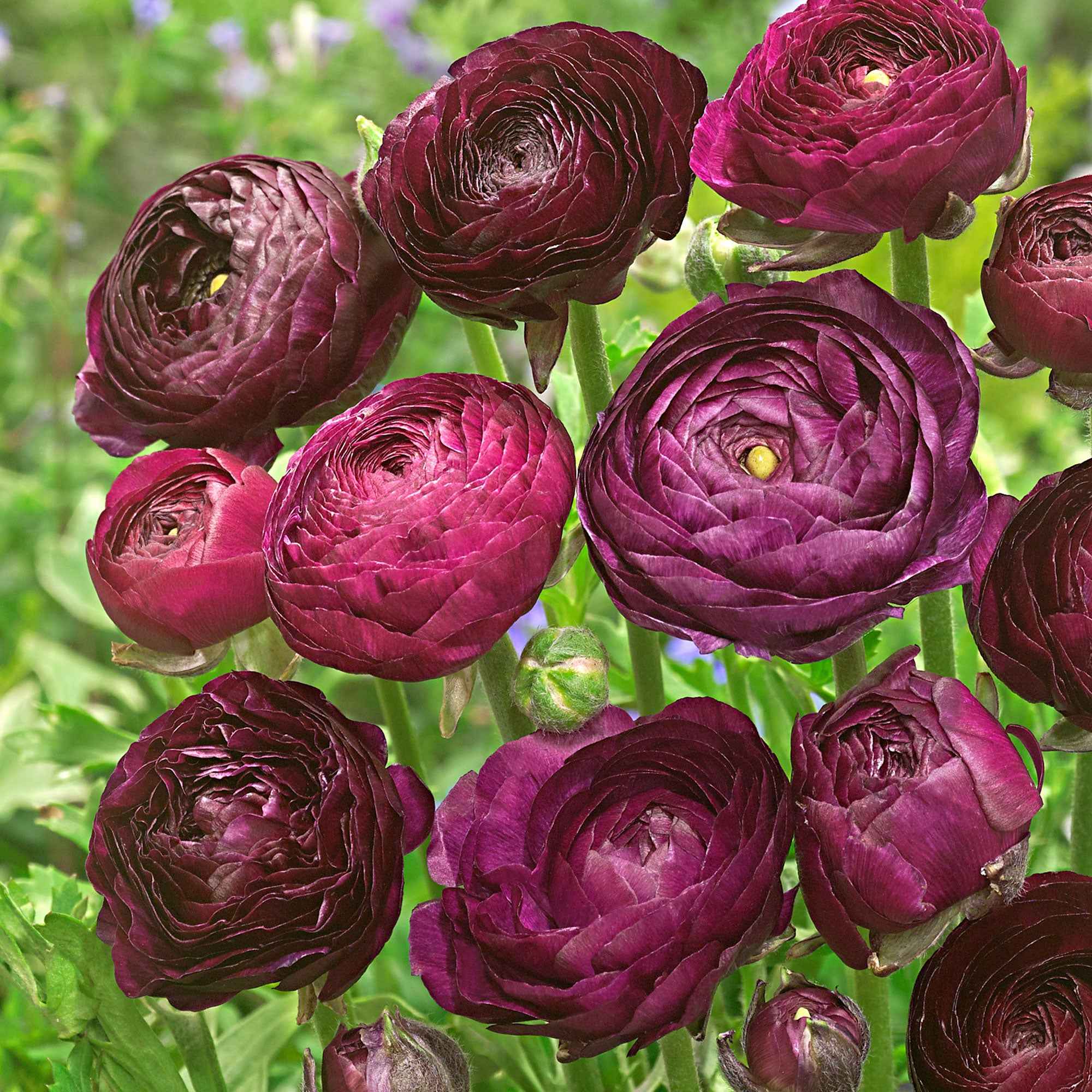 Bakker 12 Renoncules Purple Sensation bulbes violets x12