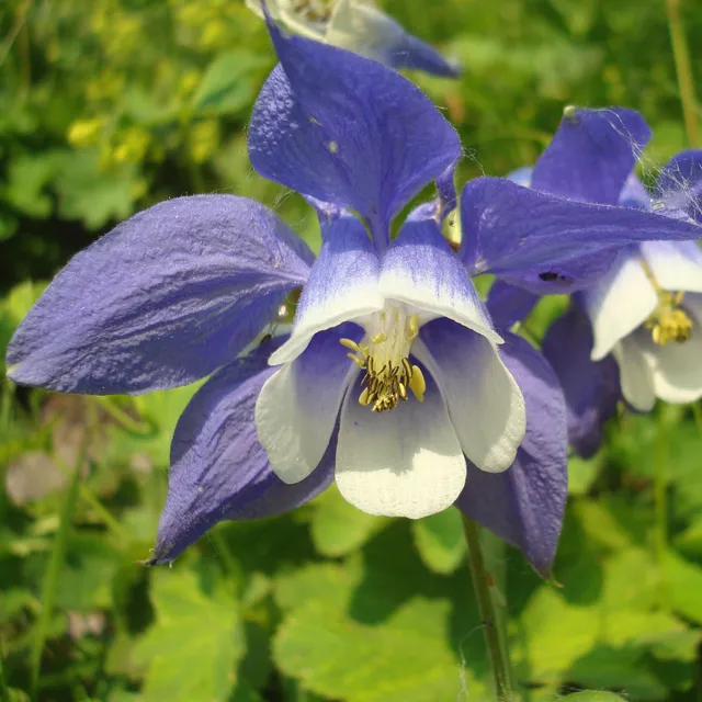 Passion Vivaces Aquilegia Spring Magic ancolie bleu blanc