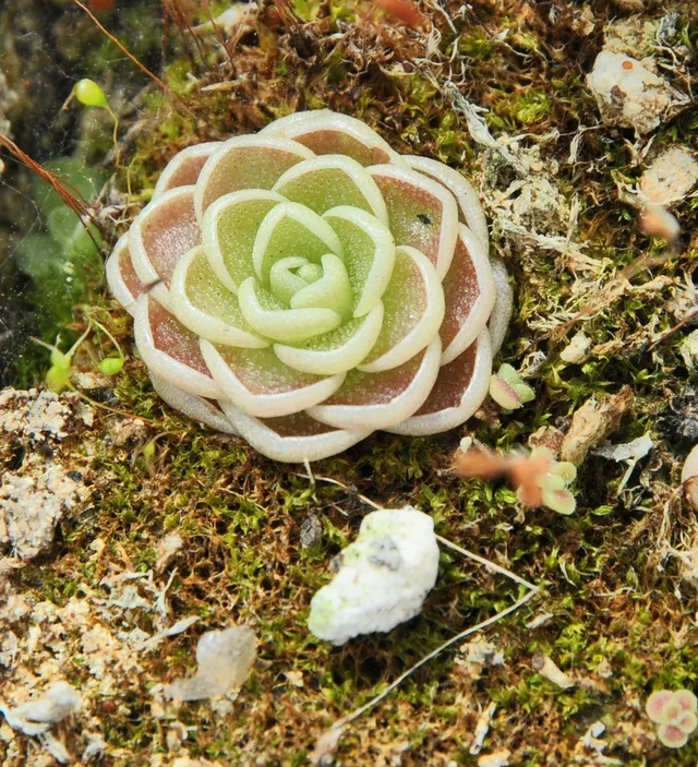 Carniflore Pinguicula esseriana géante plante carnivore pot 7 cm
