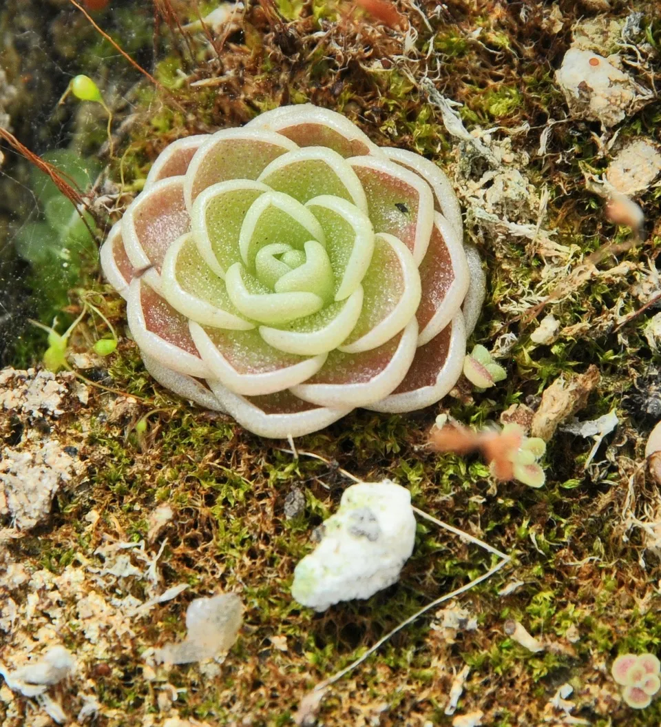 Carniflore Pinguicula esseriana géante plante carnivore pot 7 cm