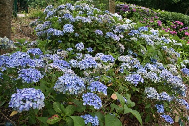 Les Hortensias du Haut Bois Cousine Louise hortensia fleurs rondes godet