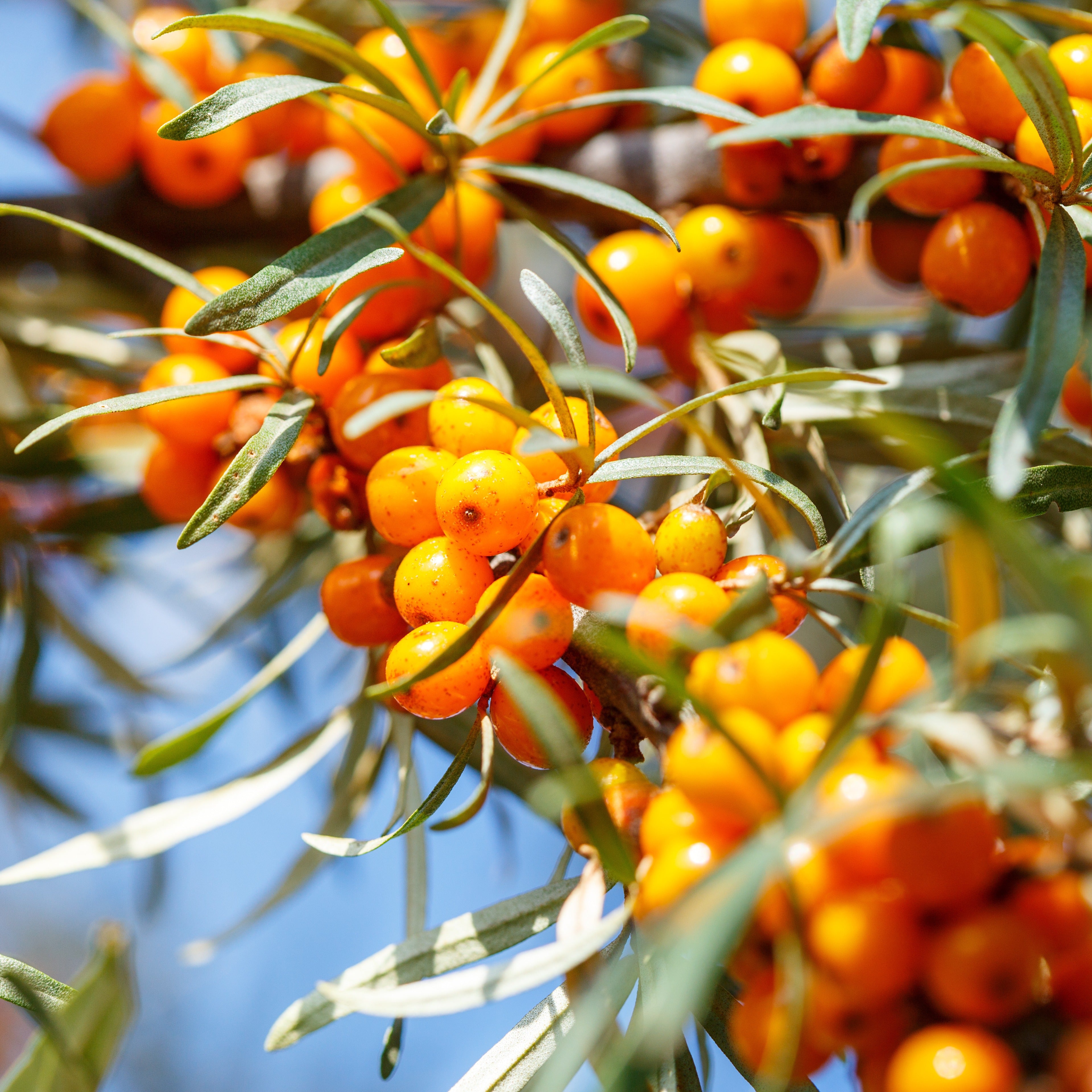 Bakker Argousier arbuste fruitier pot 2L 30-40cm