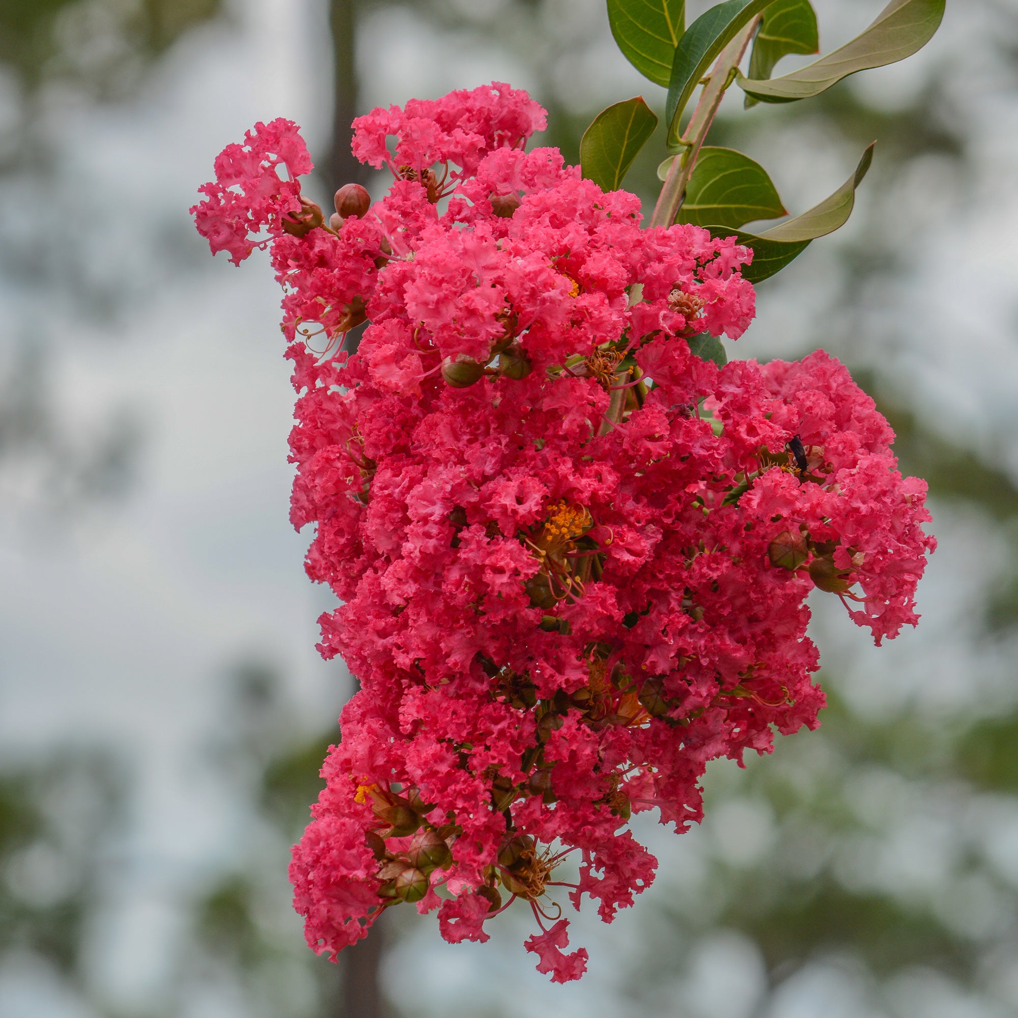 Bakker Lilas des Indes Dynamite arbuste pot 9cm fleurs rouges