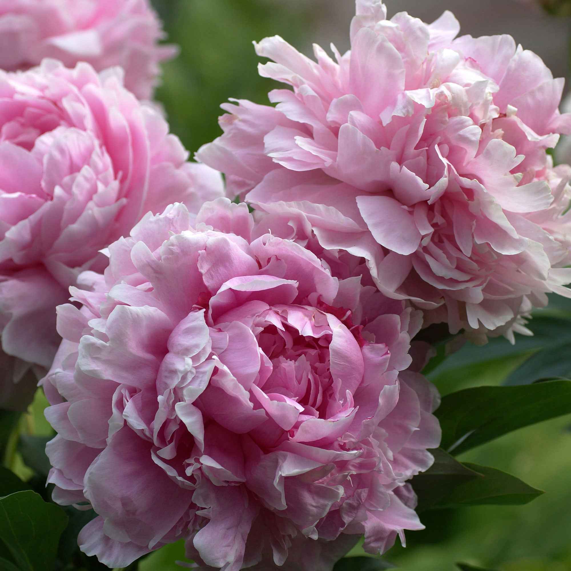 Bakker Plantes vivaces Pivoine Sarah Bernhardt vivace pot Ø11cm rose
