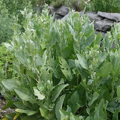 Passion Vivaces Tanacetum balsamita plante aromatique godet mentholée
