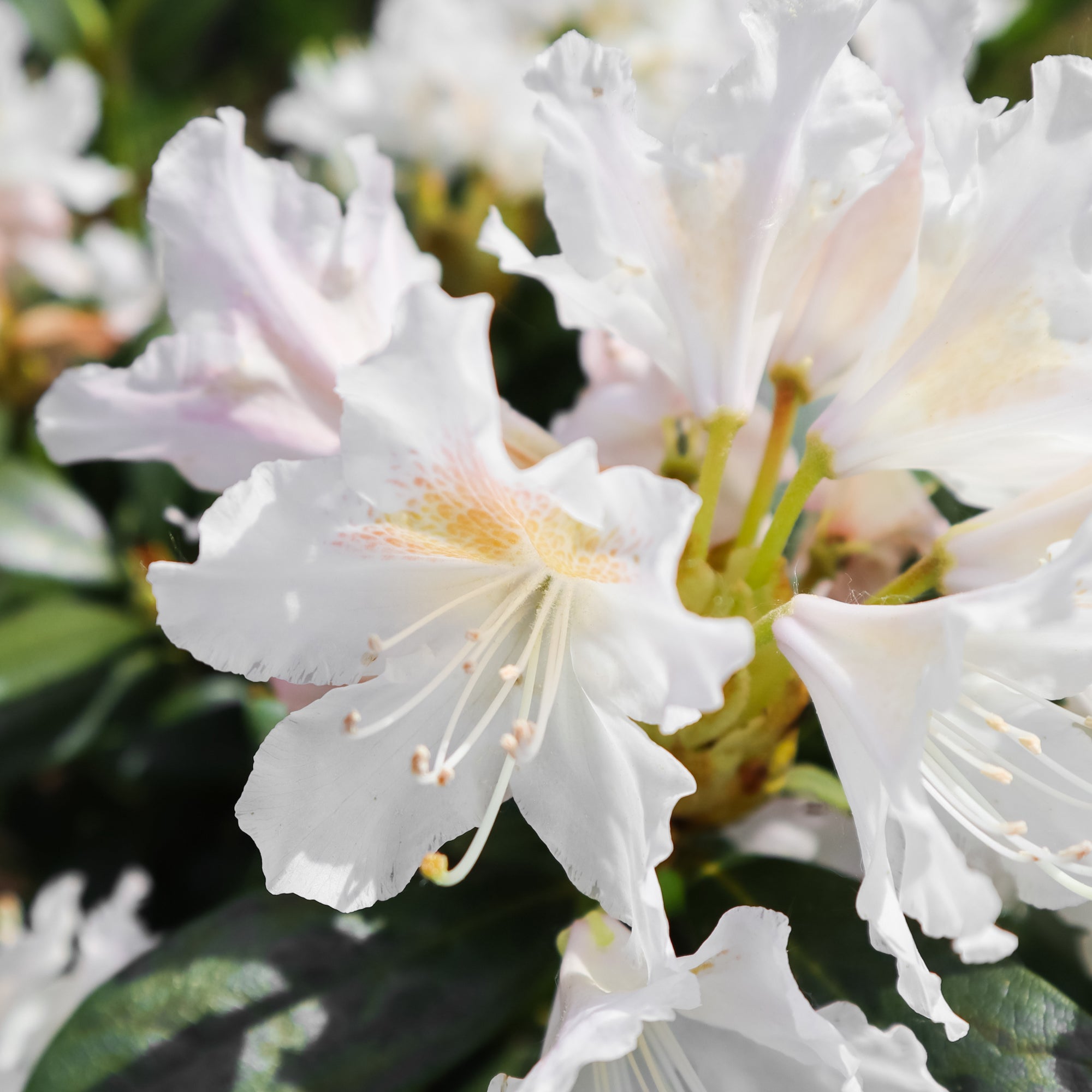 Bakker Rhododendron Cunningham's White blanc pot 3L