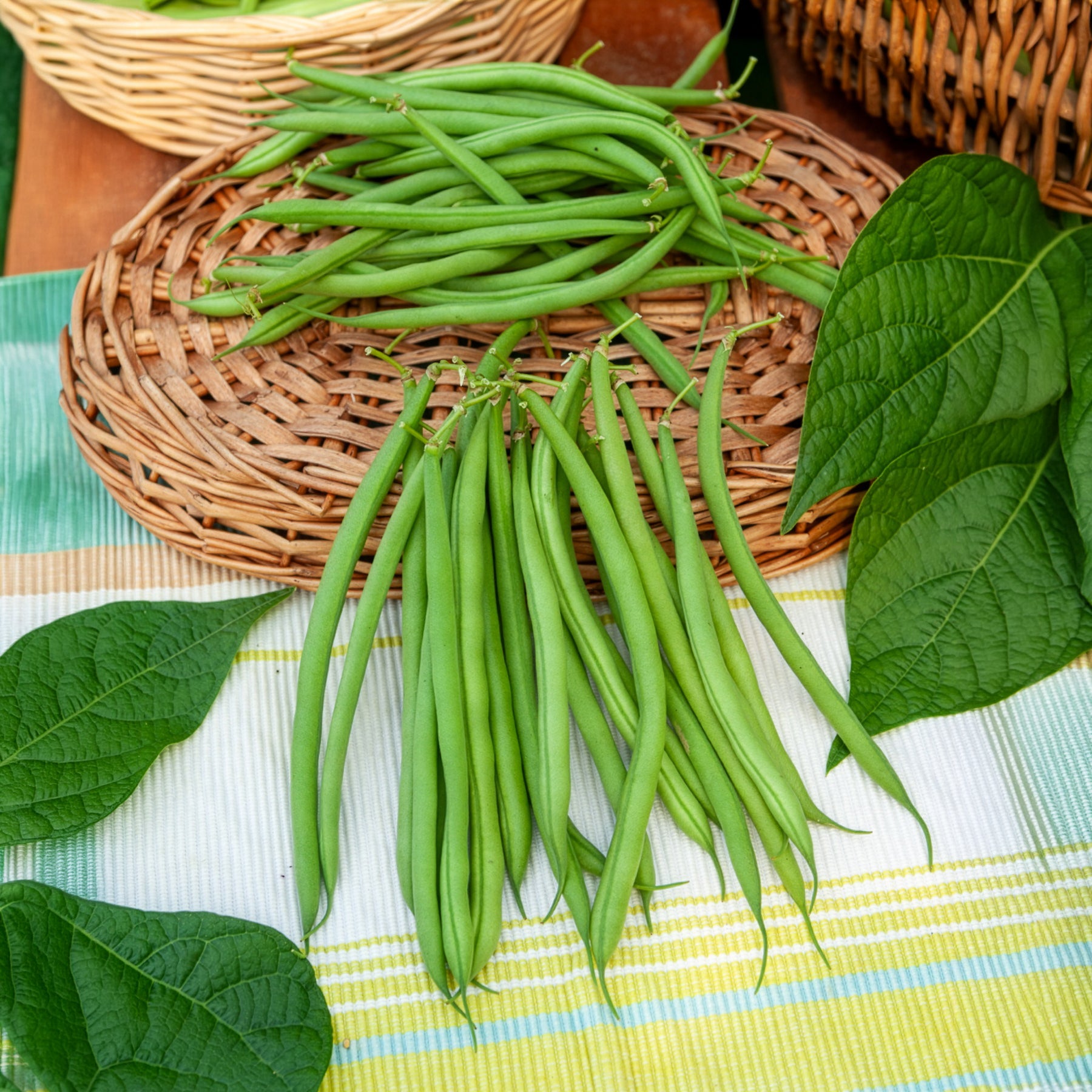Bakker Castandel haricot nain mangetout sachet 100g sans fil