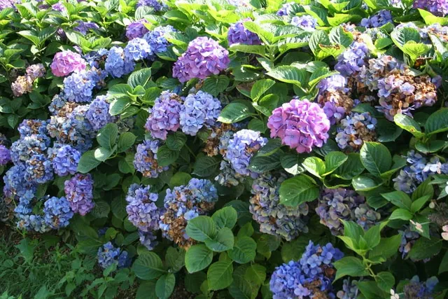 Les Hortensias du Haut Bois Hydrangea macrophylla Tödi hortensia boule rose