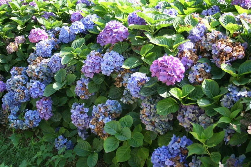 Les Hortensias du Haut Bois Hydrangea macrophylla Tödi hortensia boule rose
