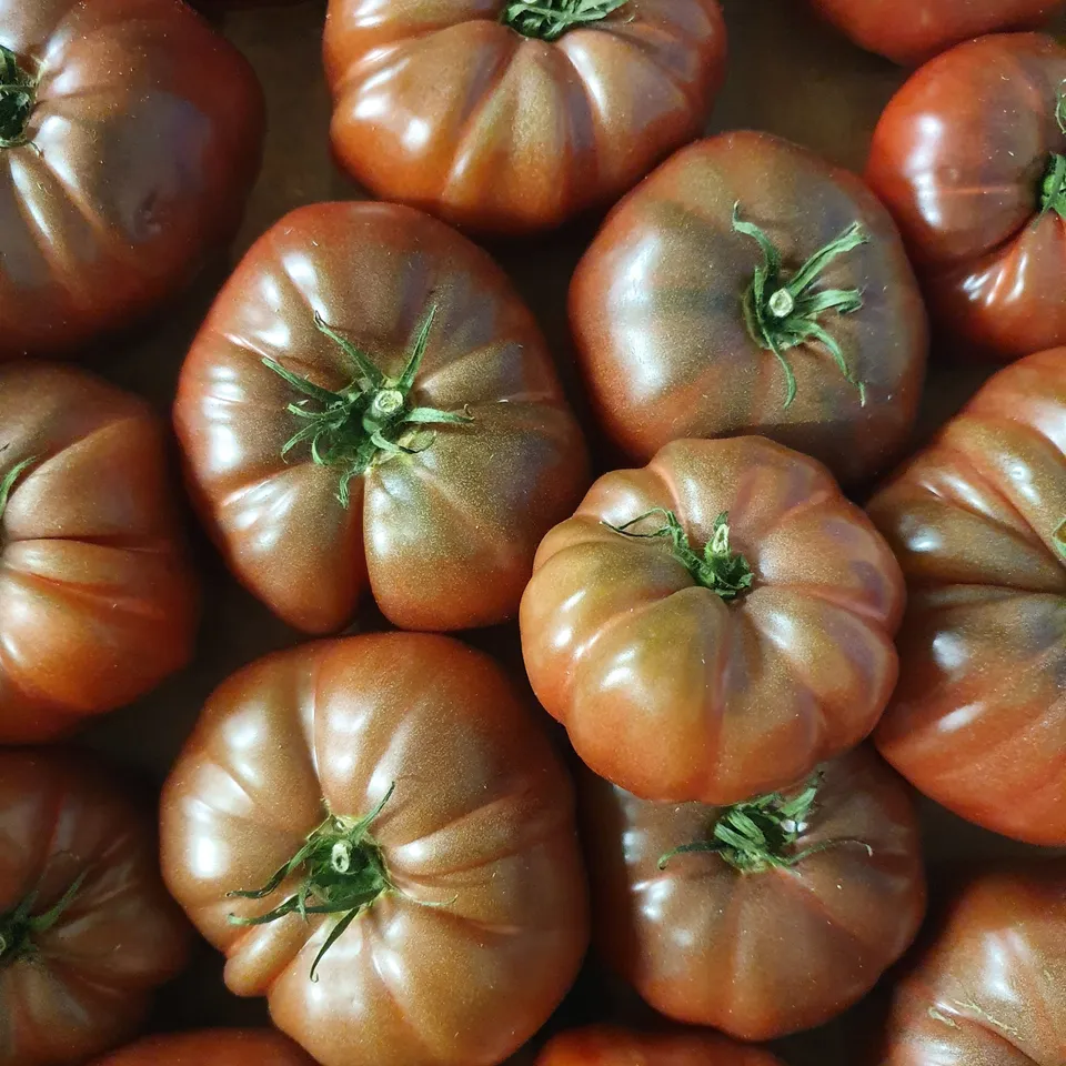 Bakker Tomate Noire de Crimée 3 plants pot 10,5cm