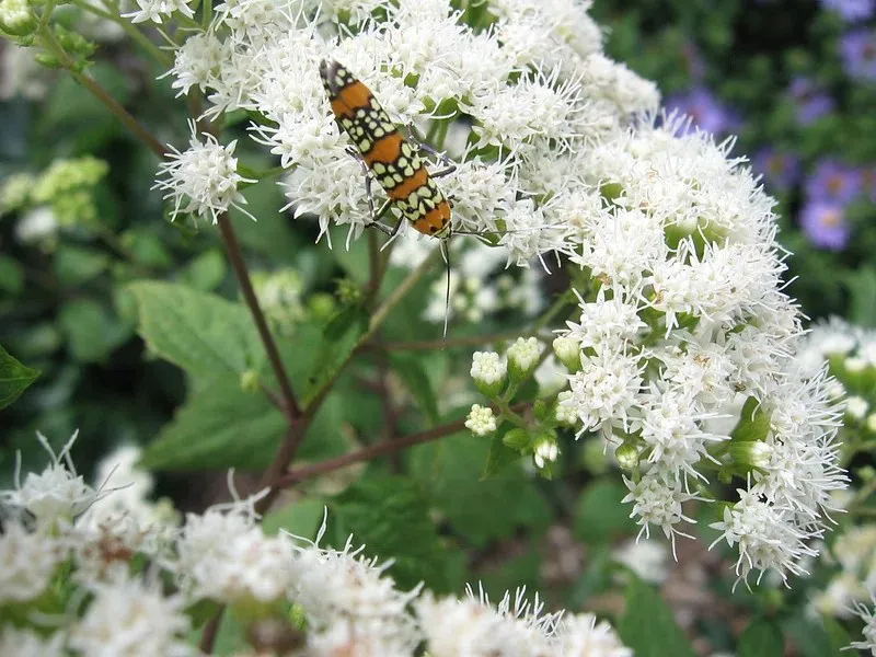 Passion Vivaces Eupatorium Lucky Melody vivace blanche 1L