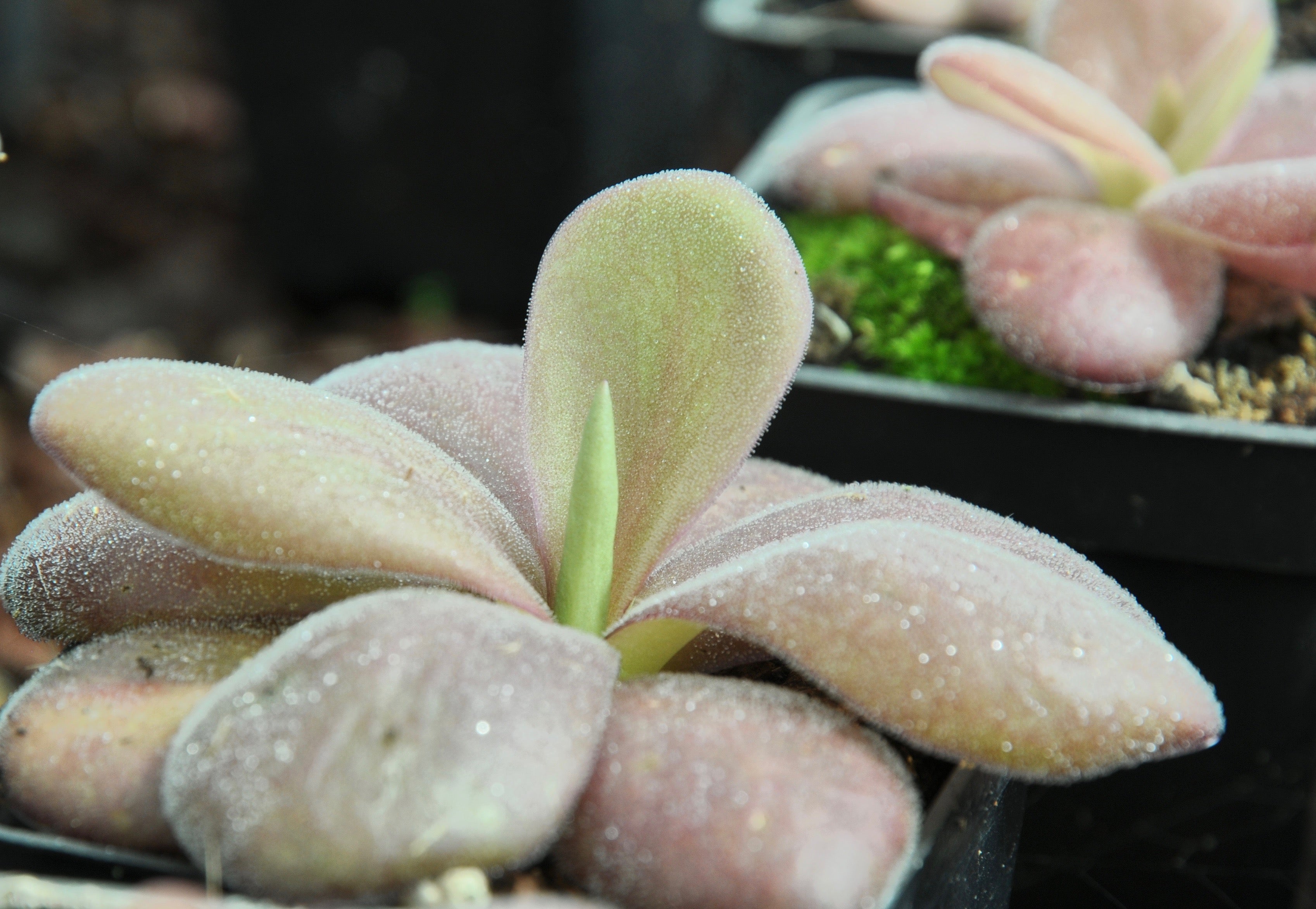 Carniflore Pinguicula agnata El Lobo grassette 10 cm pot 7