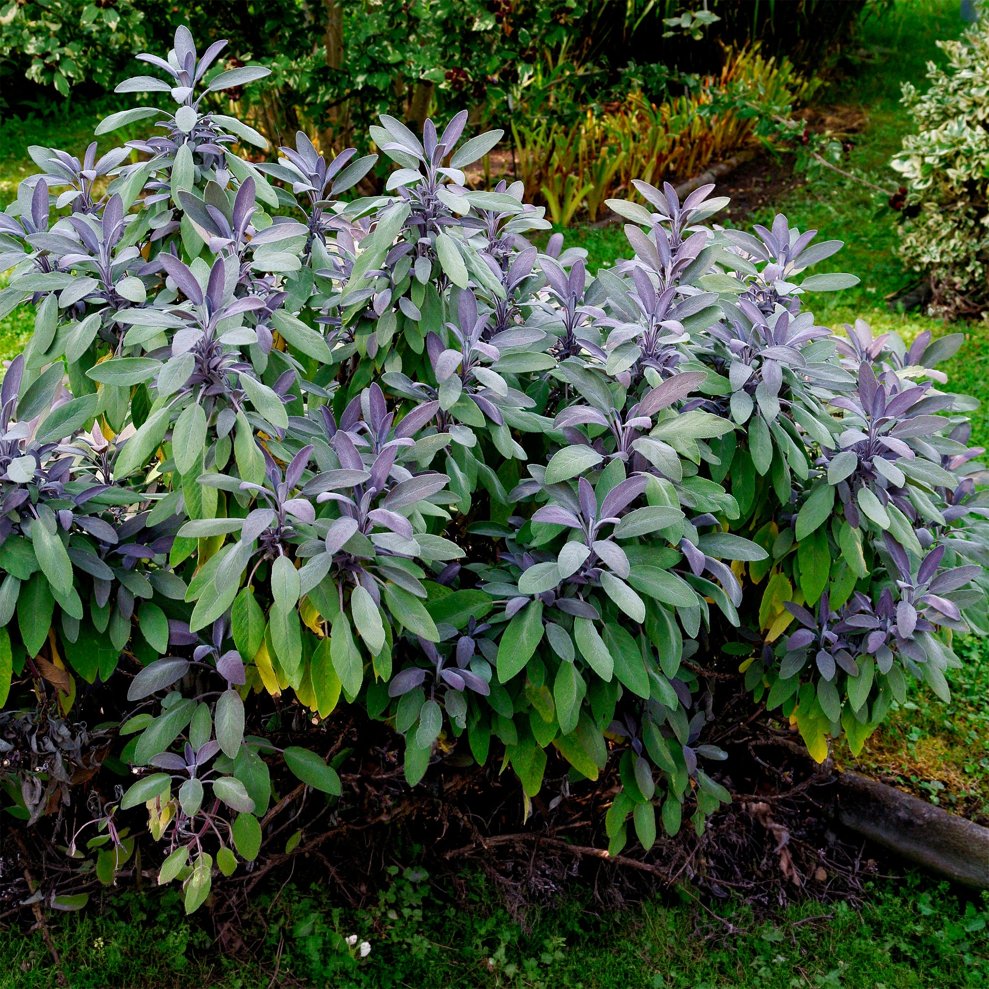 Bakker Sauge officinale Purpurascens aromatique pot 9cm