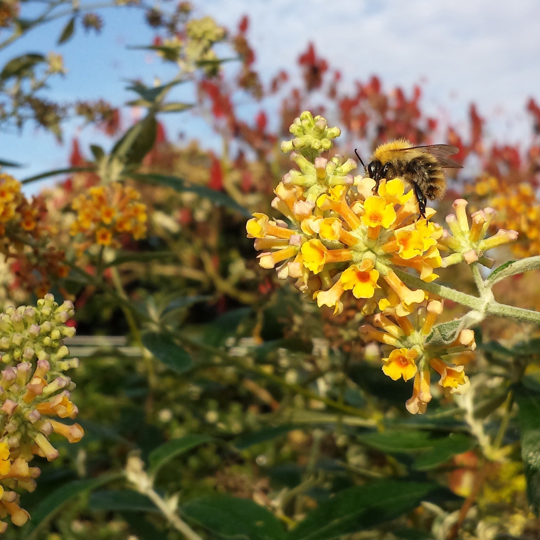 Bakker Sungold arbre à papillons pot 2L jaune mellifère