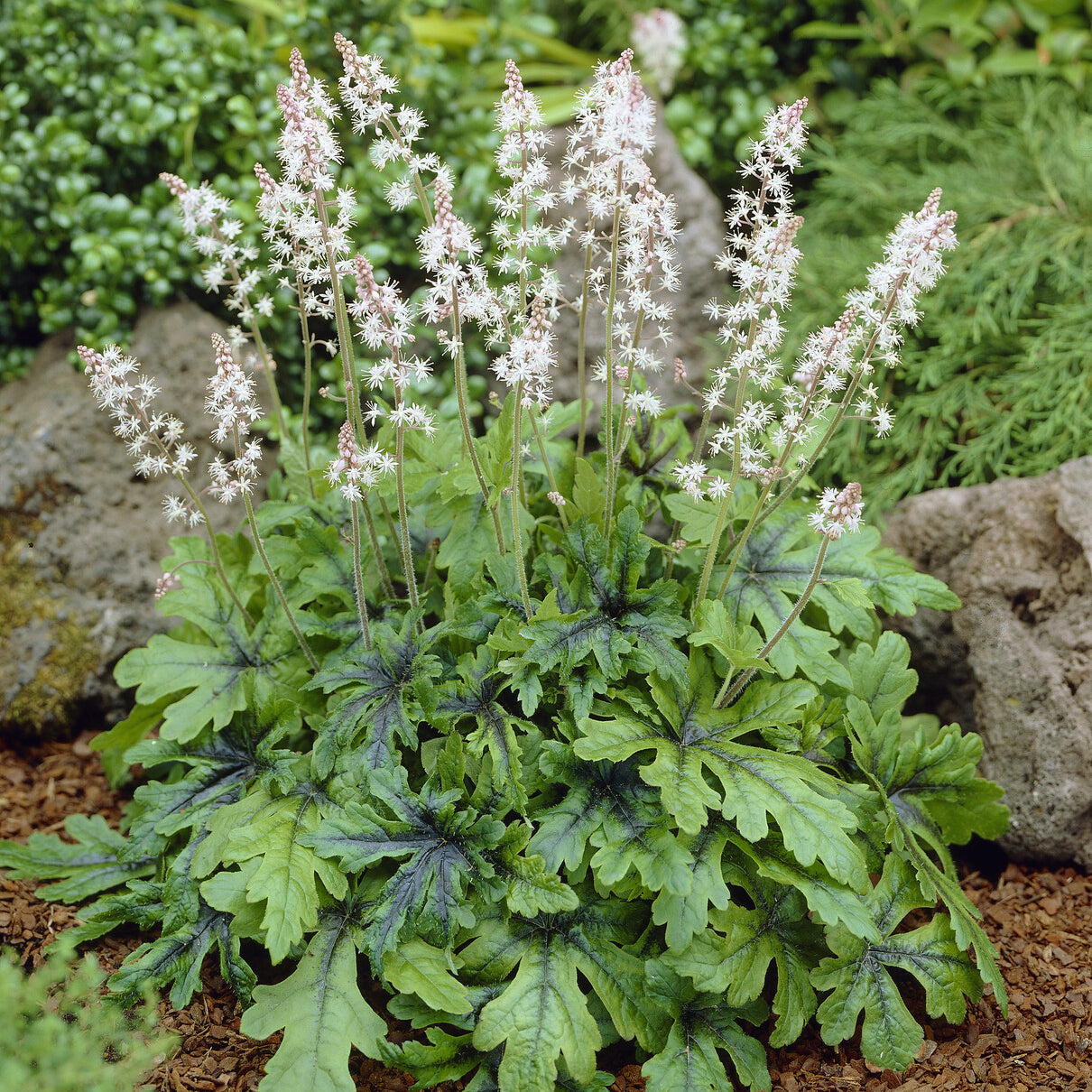 Bakker Tiarelle Iron Butterfly vivace pot Ø 9 cm feuillage persistant