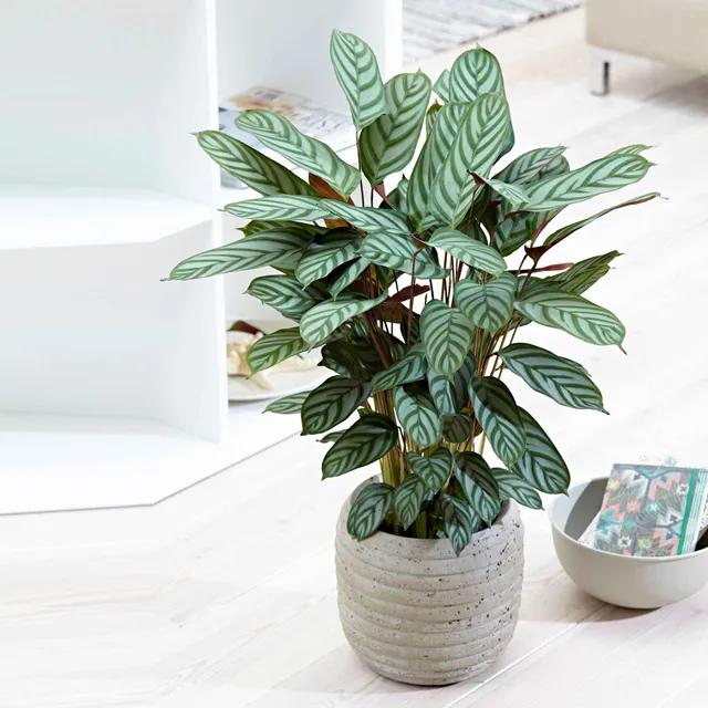 Bakker Compact Star calathea intérieur pot 17cm 70-80cm