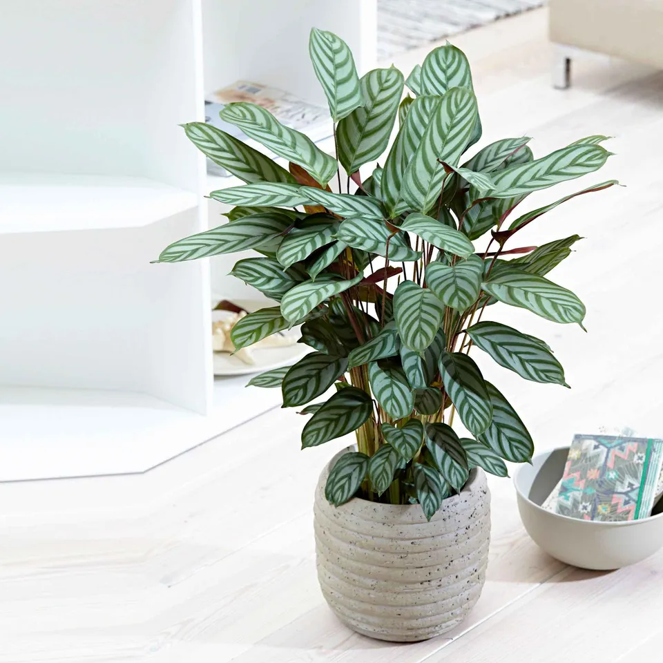 Bakker Compact Star calathea intérieur pot 17cm 70-80cm