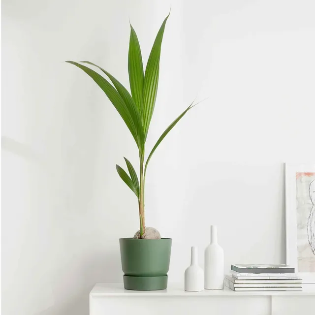 Bakker Cocos nucifera cocotier intérieur palmier pot Ø19cm