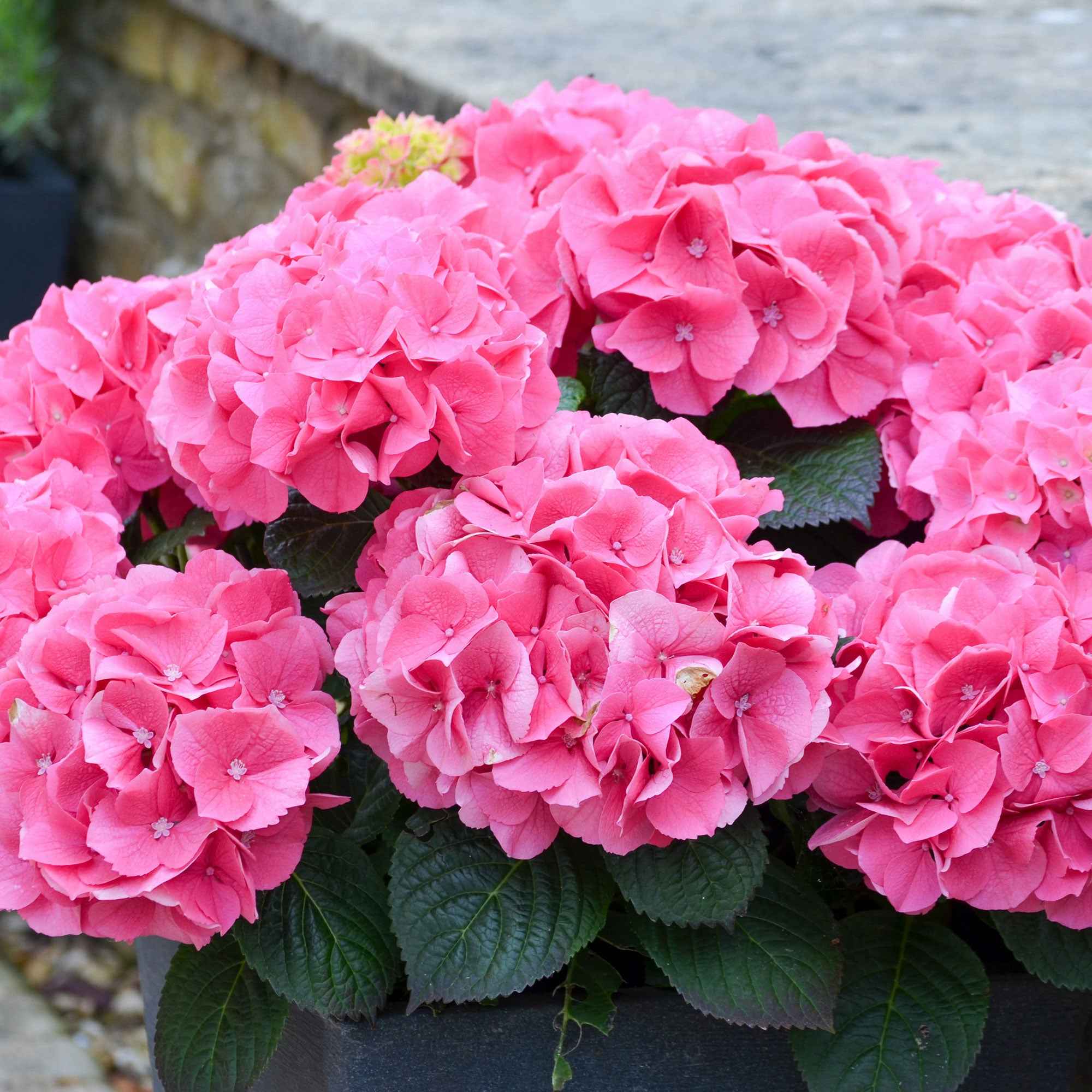 Bakker Hortensia Rosita rose pot 1,5L 20-25cm mi-ombre