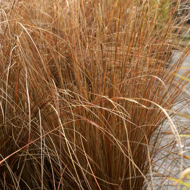 Bakker Carex buchananii laîche pot 8cm cuivré