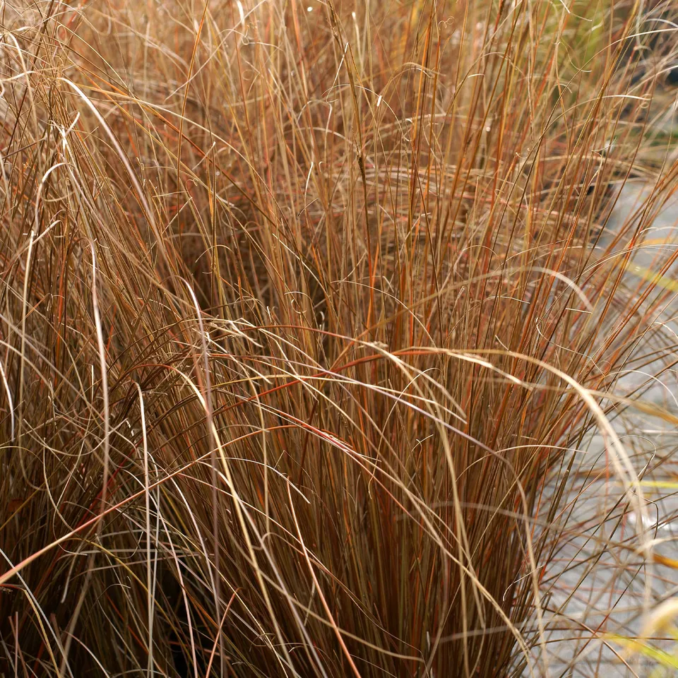 Bakker Carex buchananii laîche pot 8cm cuivré