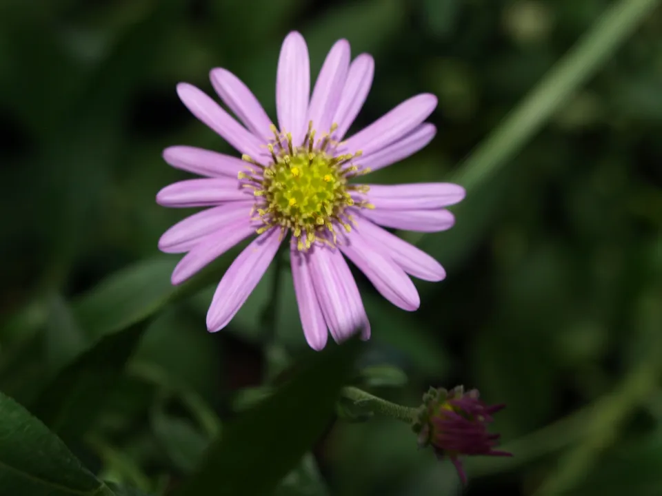 Passion Vivaces Aster Obitake plante vivace godet rose foncé