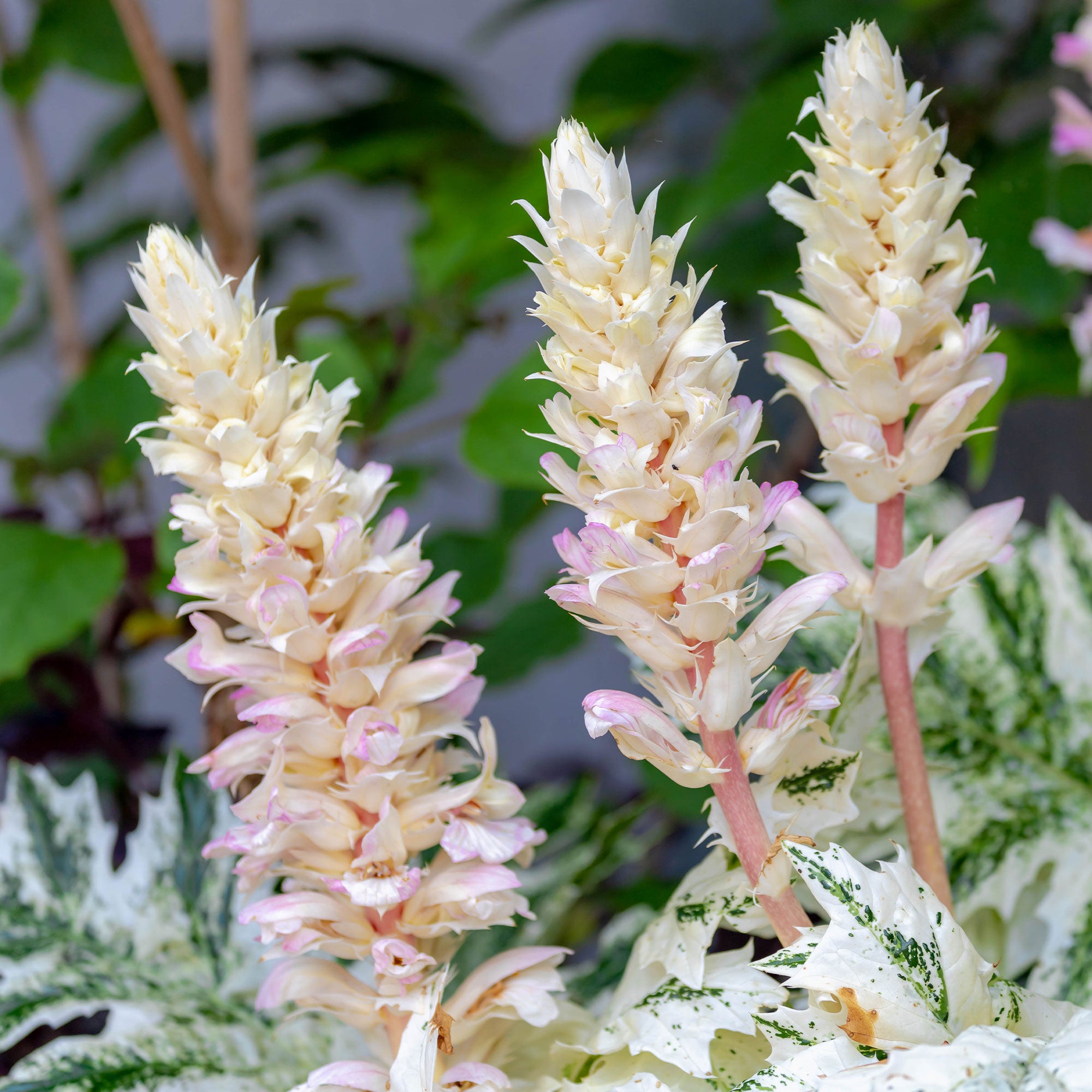 Bakker Acanthe Tasmanie Angel plante vivace pot 9cm panachée
