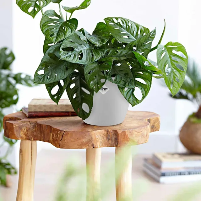 Bakker Monkey Mask monstera lot 2 pots 12cm blanc