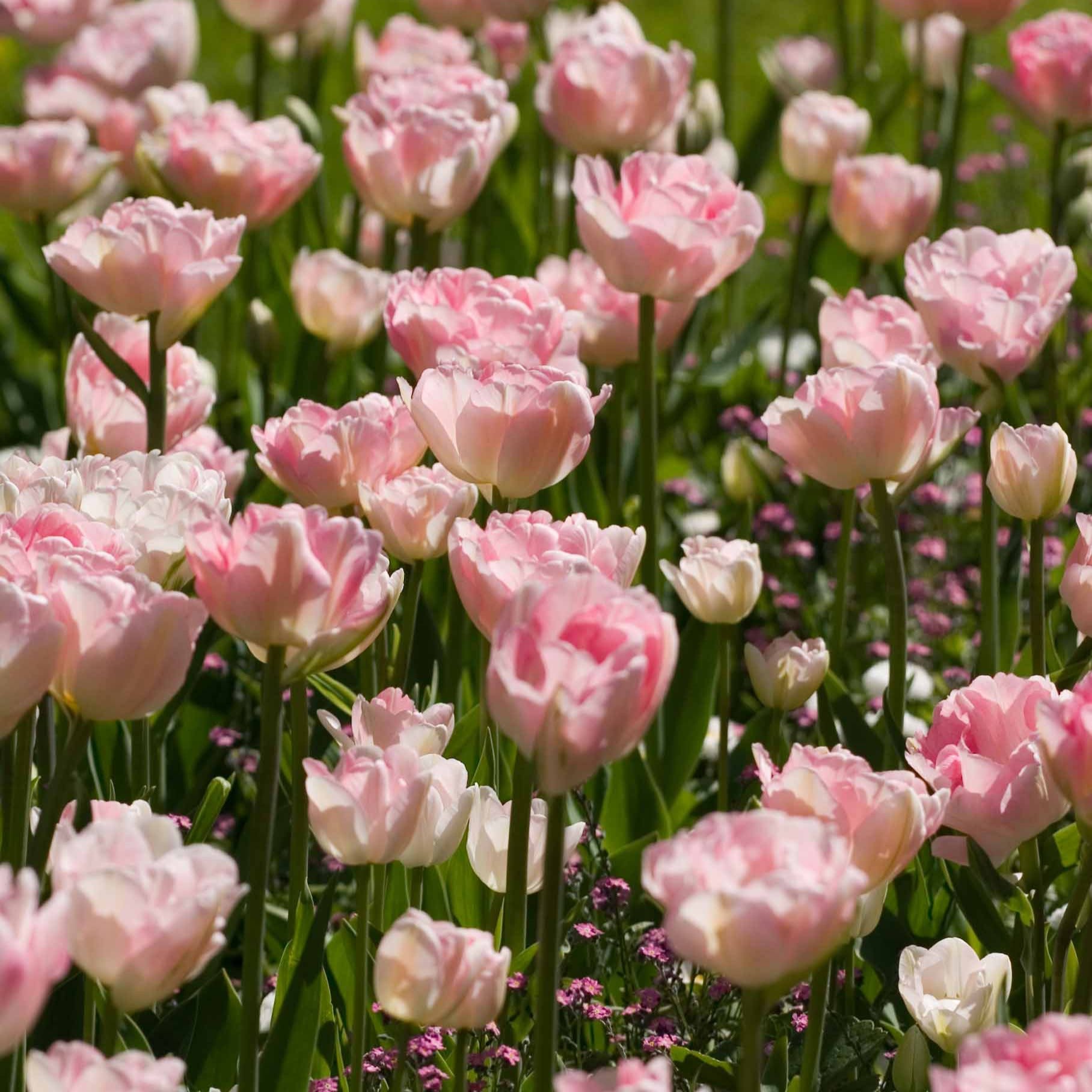 Bakker Angélique Shirley tulipes doubles sachet 20 bulbes rose