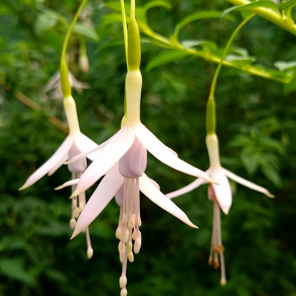 Bakker Fuchsia Magellan Sharpitor plante terrasse pot 2L blanc