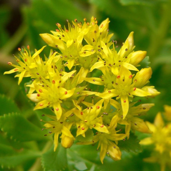 Passion Vivaces SEDUM takesimense plante vivace pot 1 L jaune