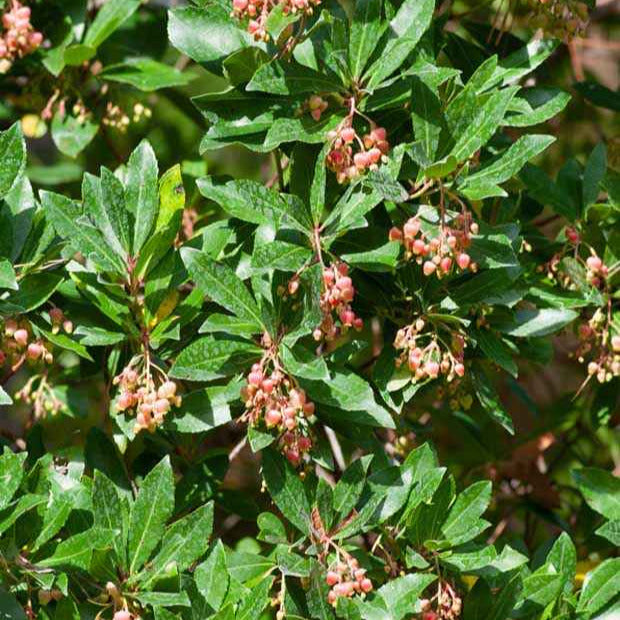 Bakker Arbousier Rubra fruitier pot Ø9cm fleurs roses