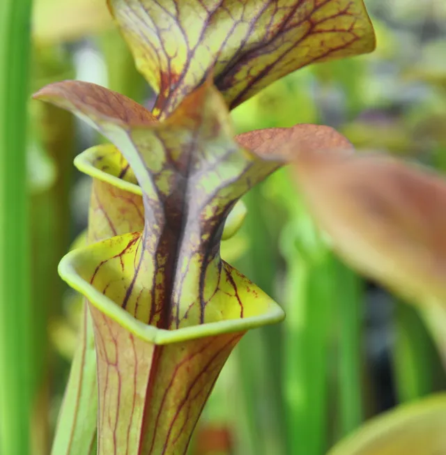 Carniflore Sarracenia flava var. cuprea plante carnivore 1 point