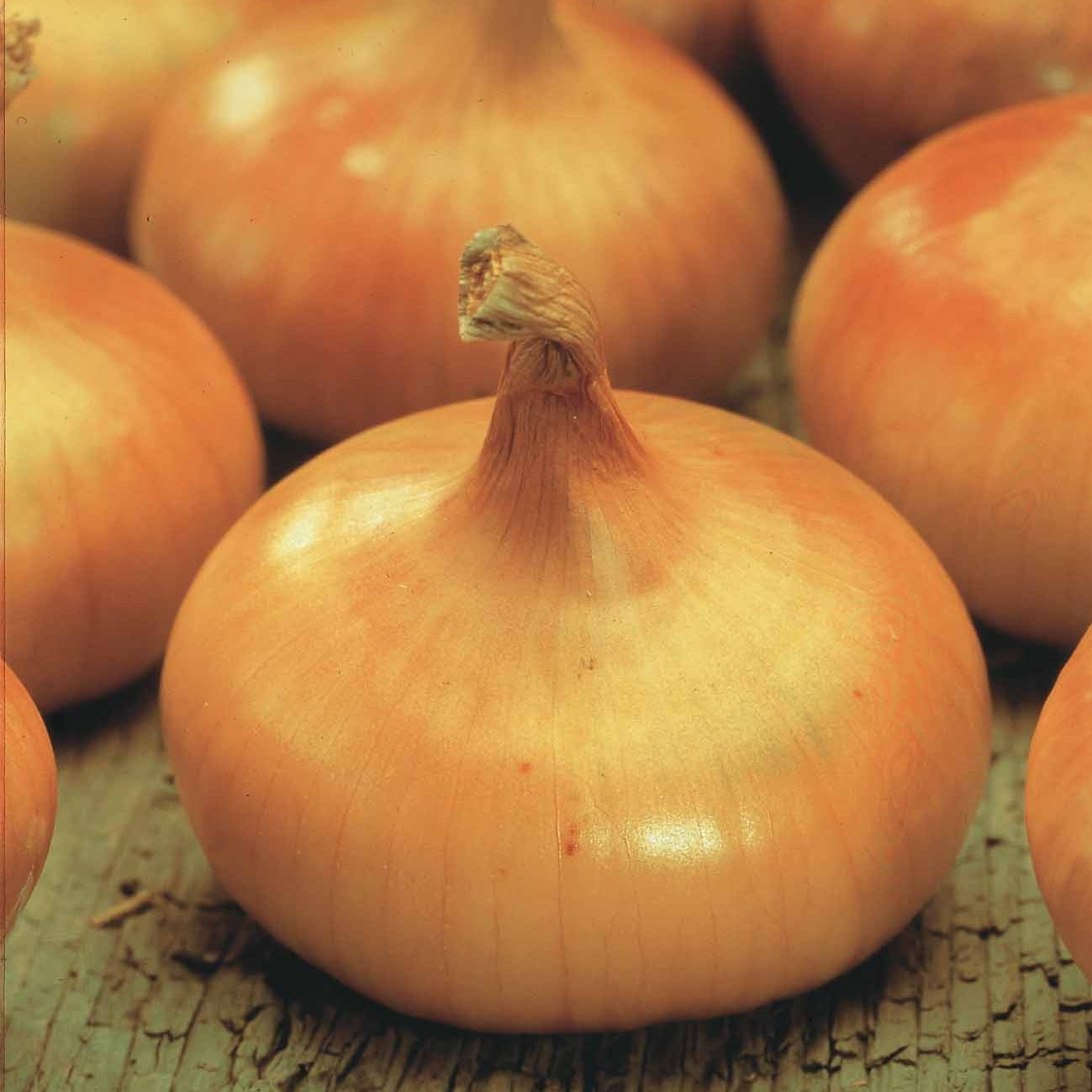Bakker Potager Oignon Paille des Vertus sachet 40g garde