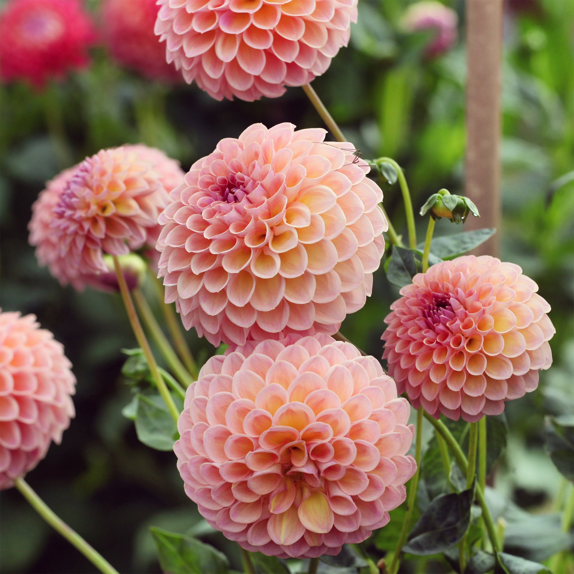 Bakker Dahlia ball Jowey Winnie bulbe 1 rose saumon