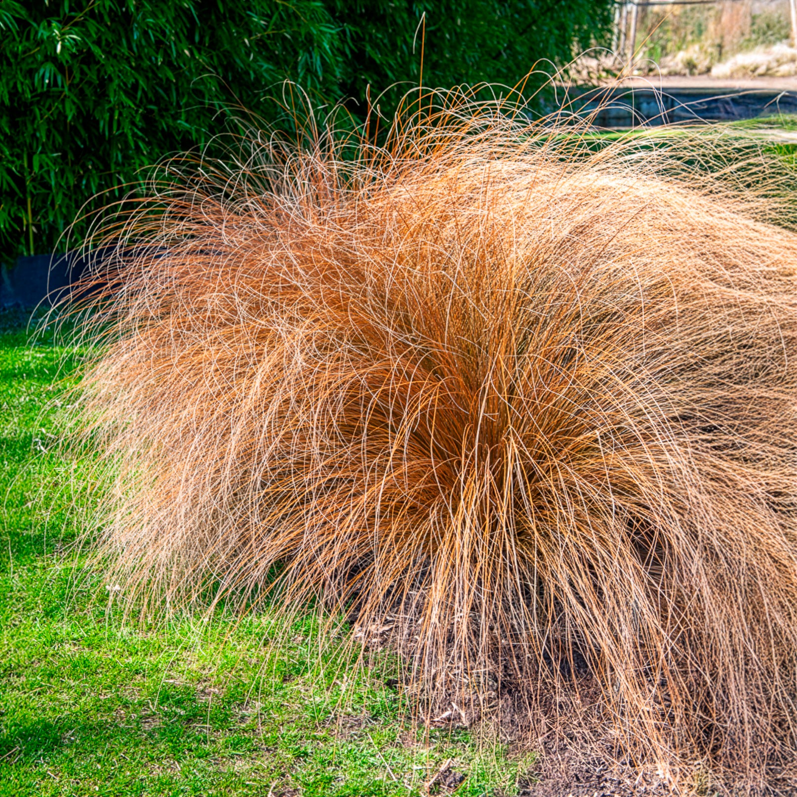 Bakker Extérieur Pennisetum Herbstzauber graminée pot 9cm