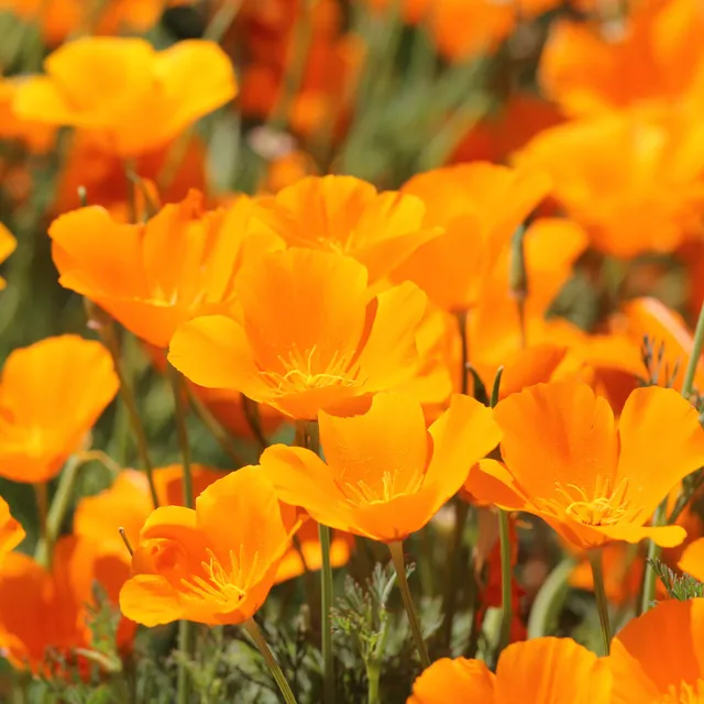 Bakker Pavot de Californie Aurantiaca graines orange 2g