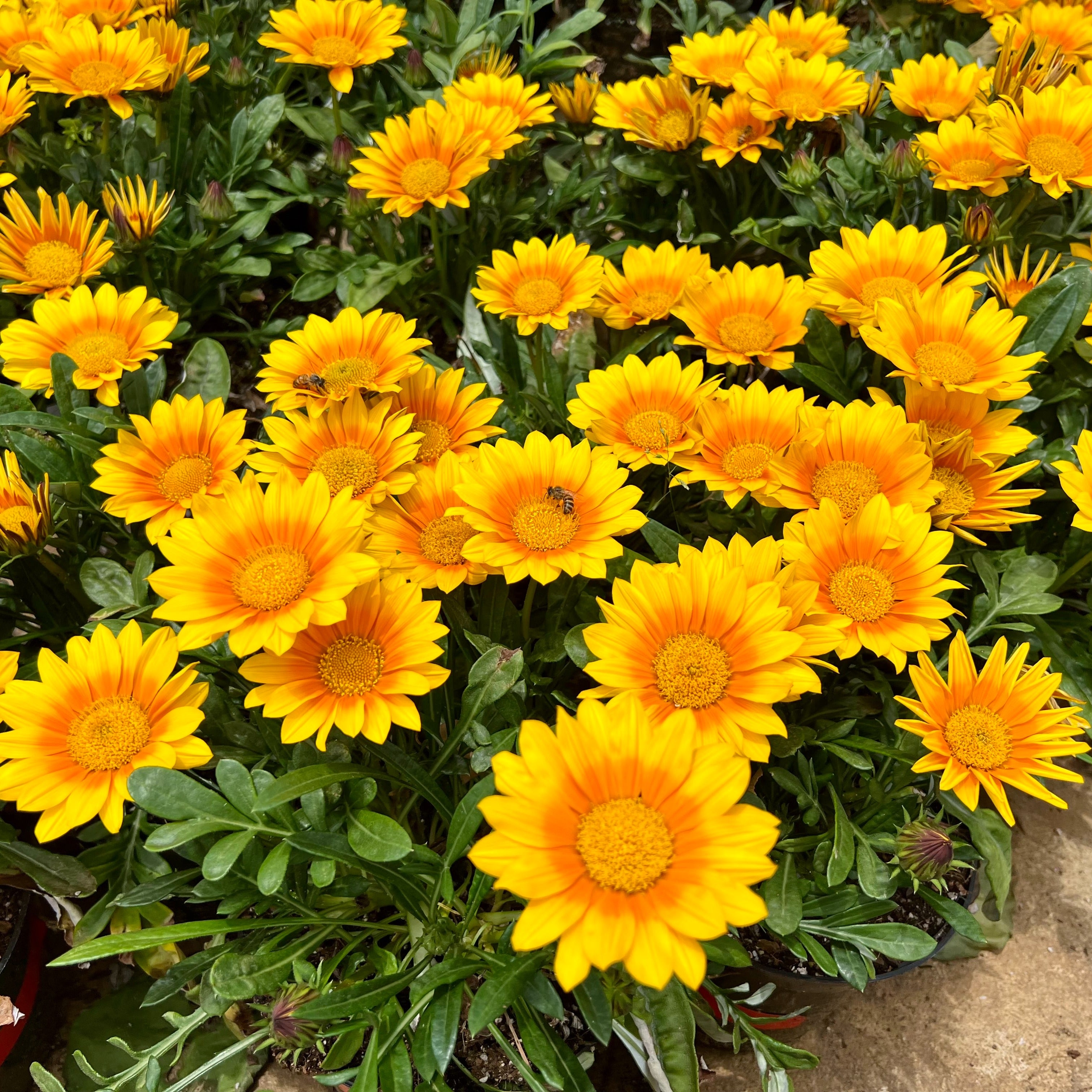 Bakker Gazania Suncarpet fleur jaune soleil pot 10,5cm