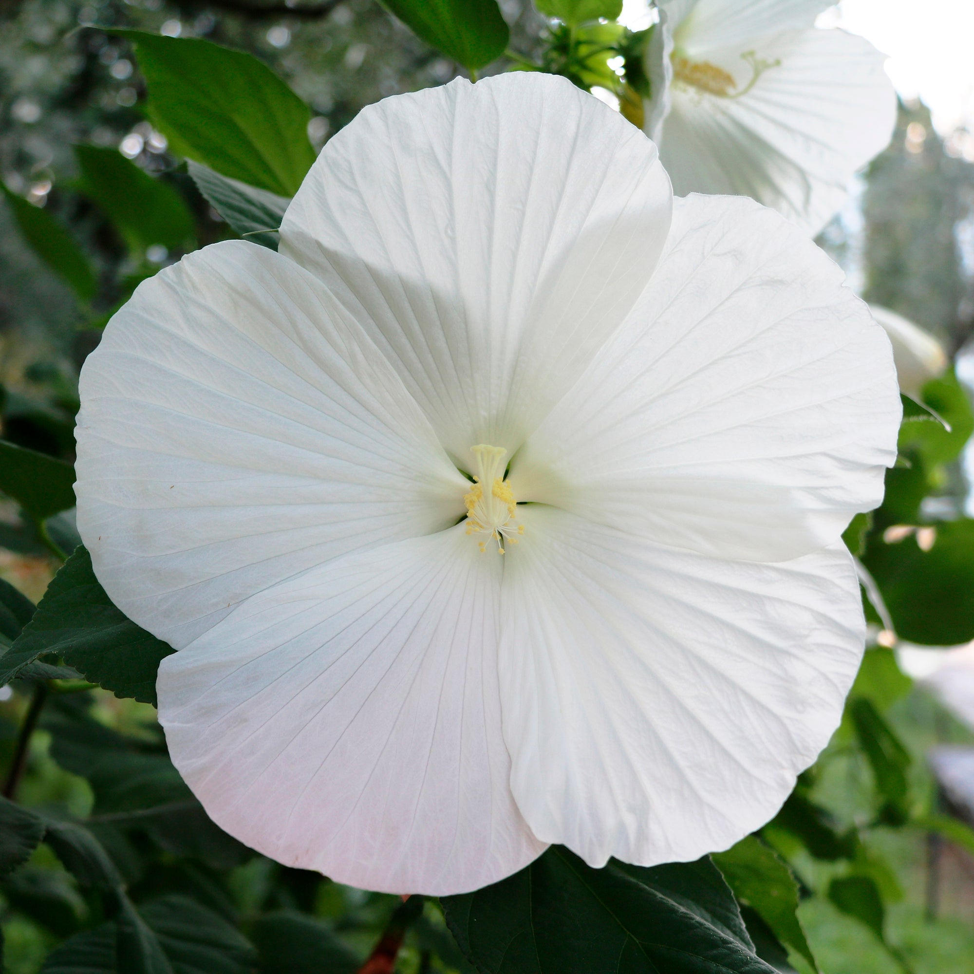 Bakker Hibiscus marais Extreme Pure White pot Ø 10 cm blanc