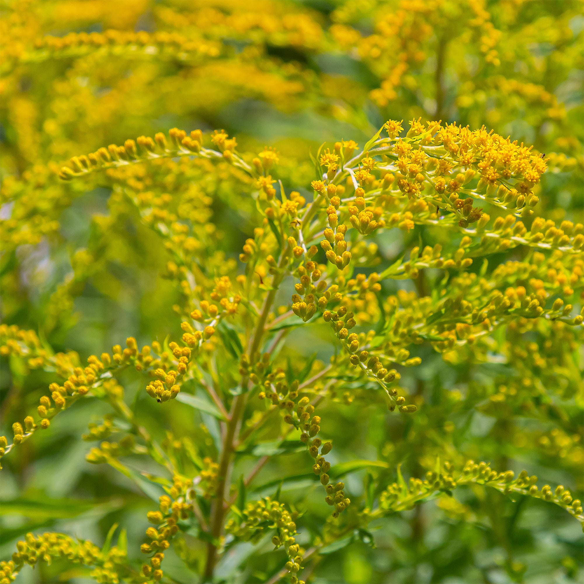 Bakker Solidago Verge d'or 5 racines nues jaune