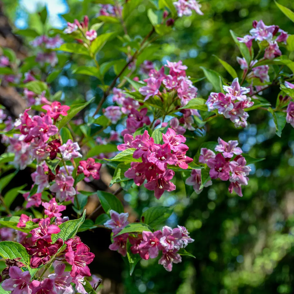Bakker Weigelia Pink Princess arbuste pot 9cm 15cm fleurs roses