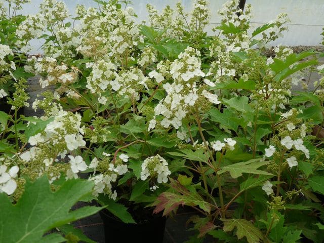 Les Hortensias du Haut Bois Hydrangea quercifolia Ice Cristal hortensia